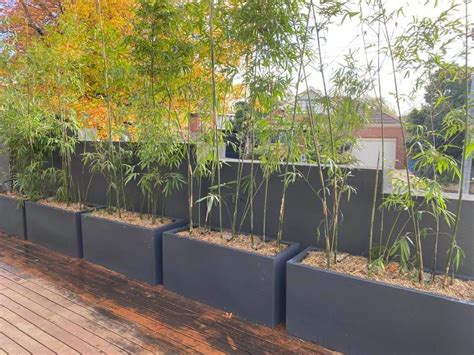 bamboo planter boxes for sale square wooden metal|planters suitable for bamboo.